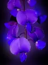 blue orchid