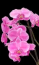 pink orchid