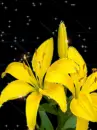 yellow lily
