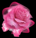 pink rosa