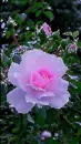pink flower