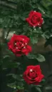 red rosa