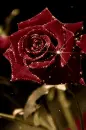 red rosa