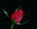 red rosa