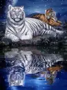 tigers
