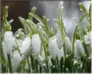 white flower