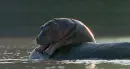 hippopotamus