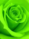 color changer rosa