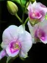 color orchids