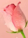 red tulip