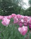 pink tulips