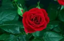 red rosa