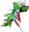 parrots