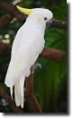 aranyosarcú kakadu