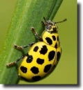 yellow ladybird