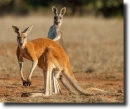 red kangaroo