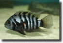 zebrasávos sügér