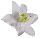 white lily