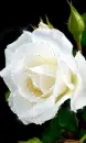 white rosa