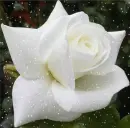 white rosa