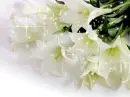 white flowers
