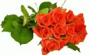 red rosas