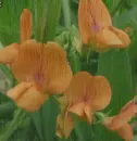lathyrus in the rain