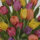 color tulips in the rain
