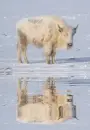 albino bison