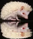 albino hedgehog
