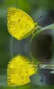 yellow butterfly