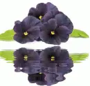 black pansy