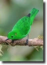 green tangara