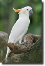 narancsbóbitás kakadu