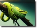 pálmavipera