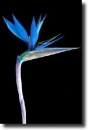 strelitzia nicolai