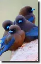 color birds