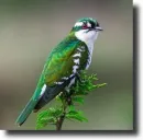 green-white bird
