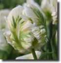parrot tulip