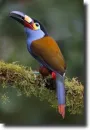 toucan
