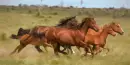 horses