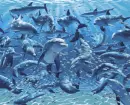 dolphins