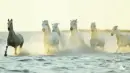 horses