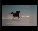 black horse