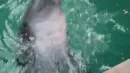 dolphin