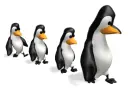penguins