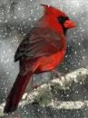 cardinal