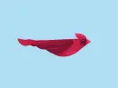 red bird