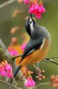color birds