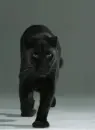 black panther